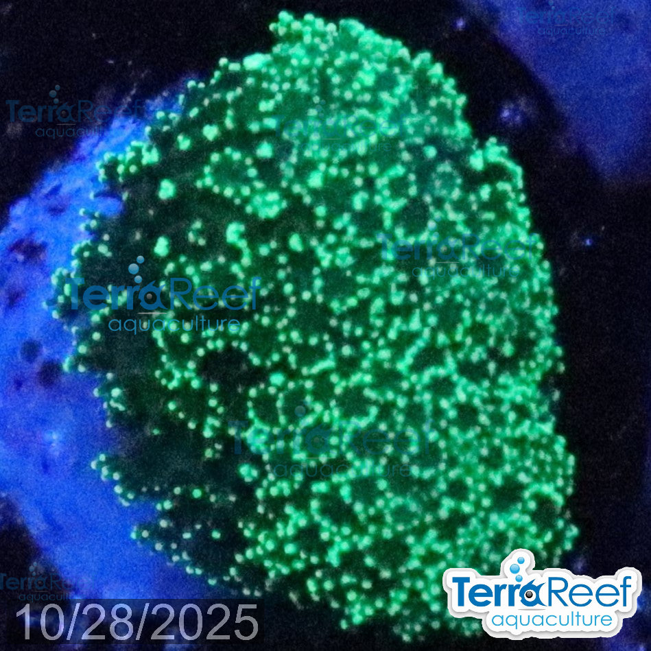 Green Stylophora WYSIWYG Colony 35StairsLeft