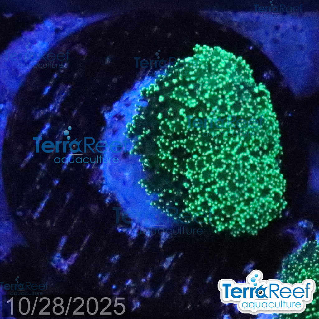 Green Stylophora WYSIWYG Colony 35StairsLeft