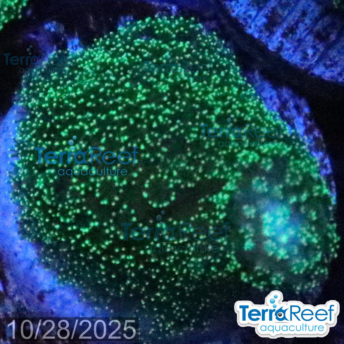 Green Stylophora WYSIWYG Colony 34StairsMid