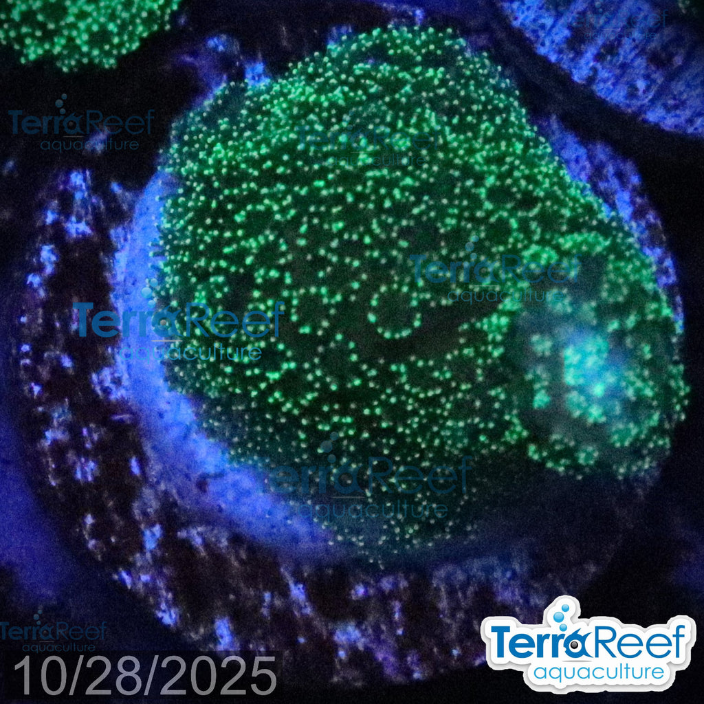 Green Stylophora WYSIWYG Colony 34StairsMid