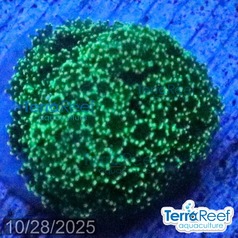 Green Stylophora WYSIWYG Colony 33StairsRight