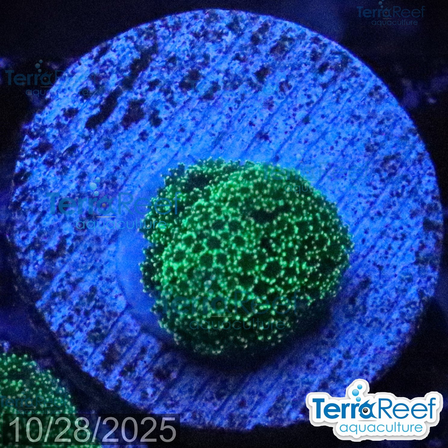 Green Stylophora WYSIWYG Colony 33StairsRight