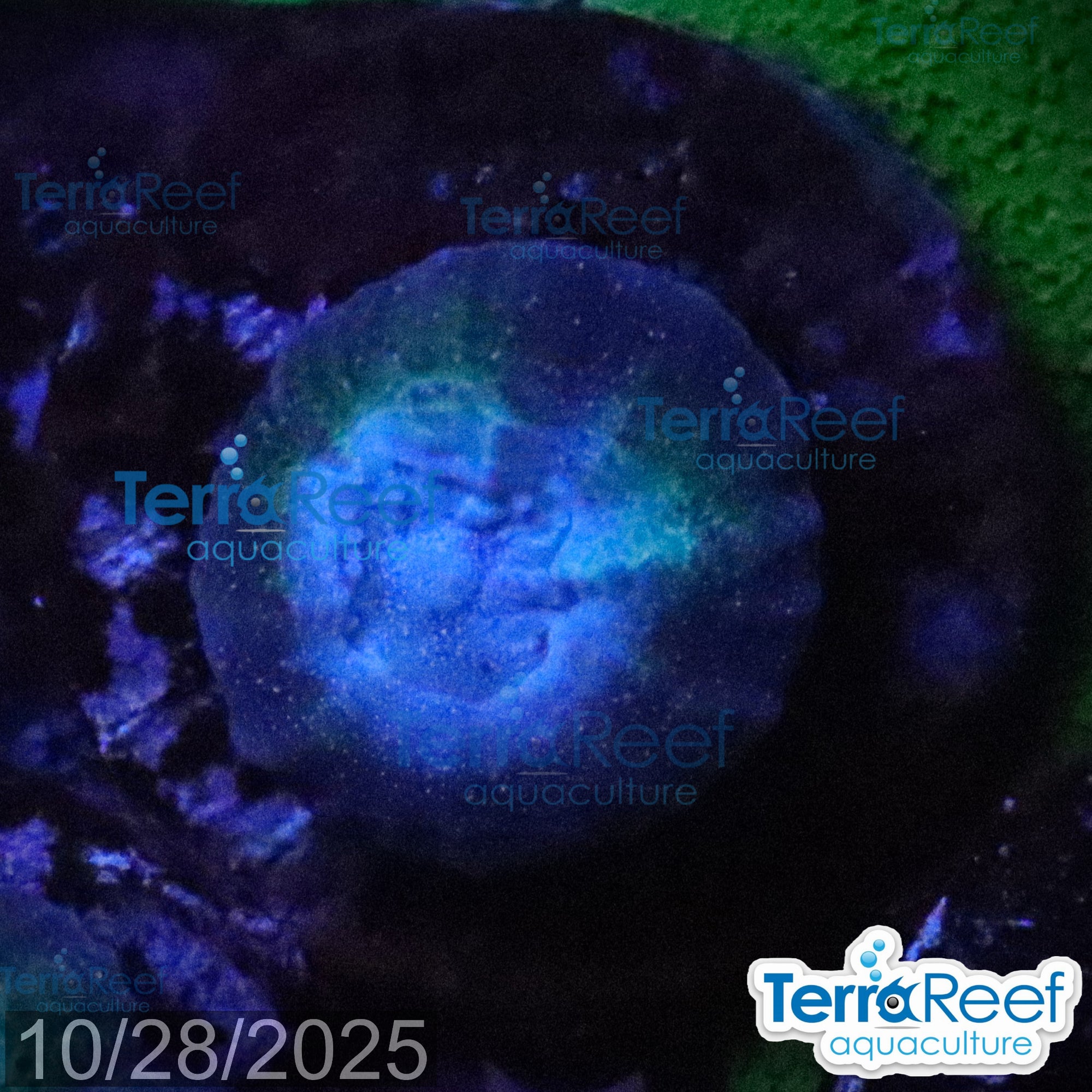 Green and teal Oulophyllia bennettae bennettae Coral WYSIWYG Frag 15