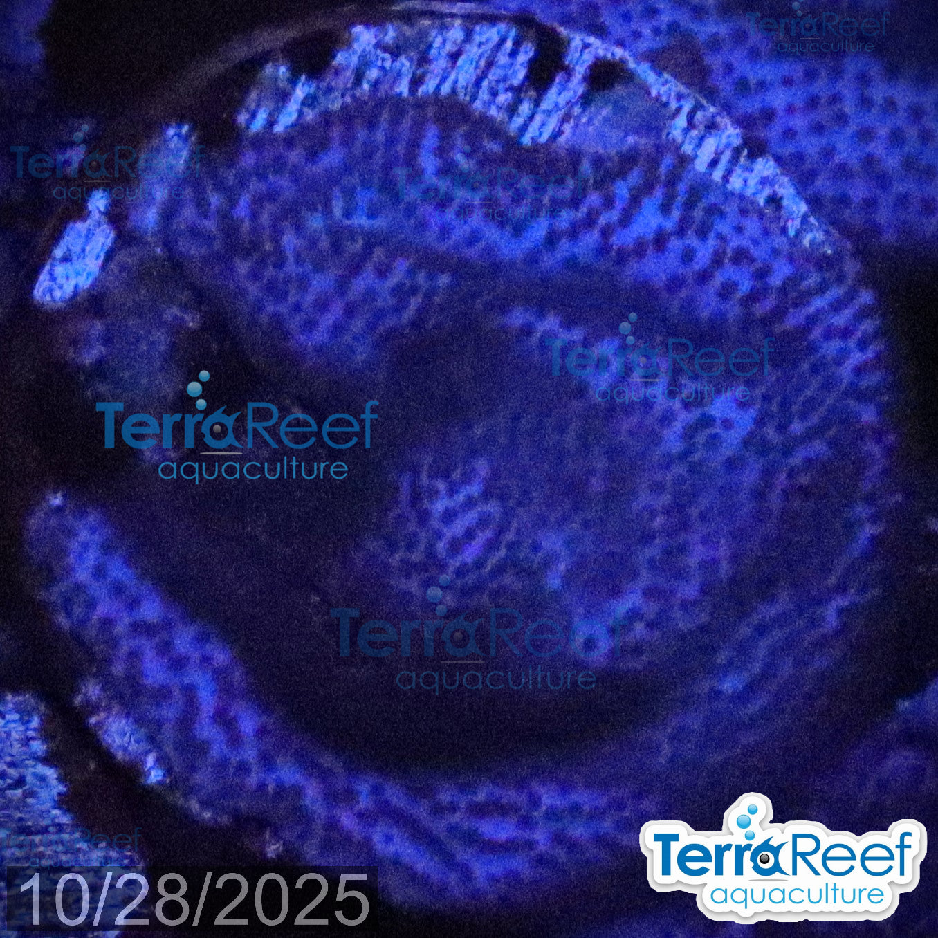 Blue encrusting Montipora Coral WYSIWYG Frag 7Middle