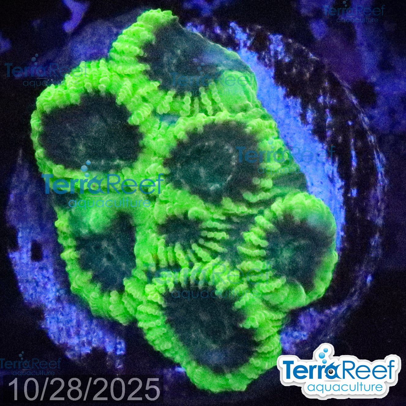Green Brain Favia Favites Coral Frag WYSIWYG Frag 44