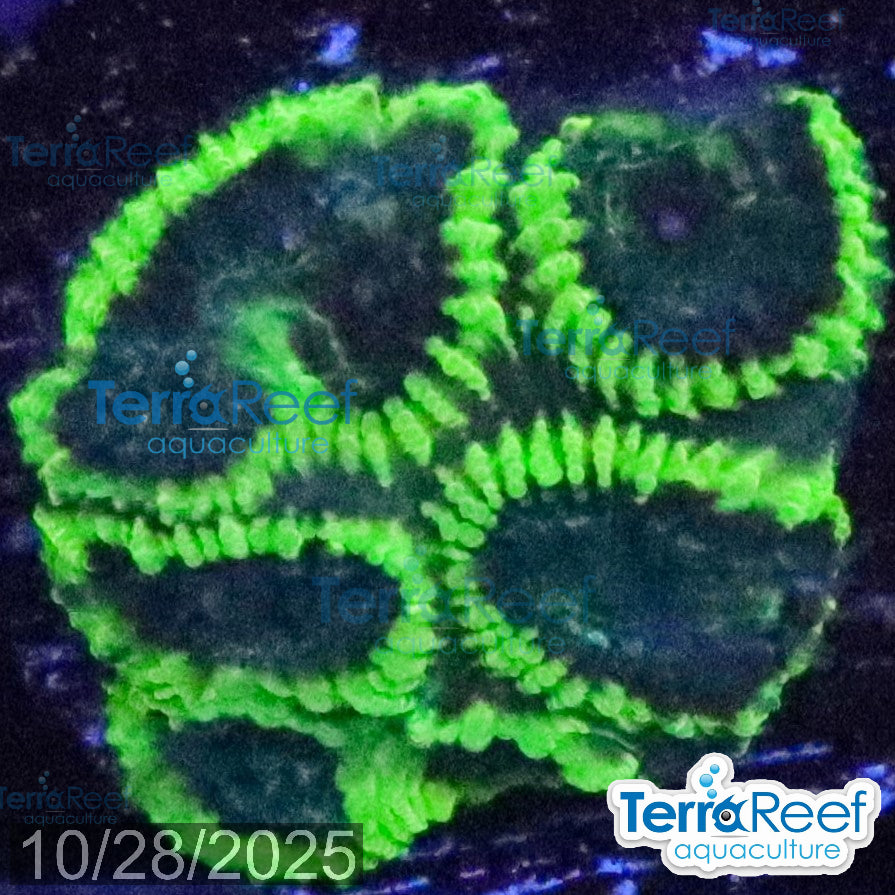 Green Brain Favia Favites Coral Frag WYSIWYG Frag 43Front