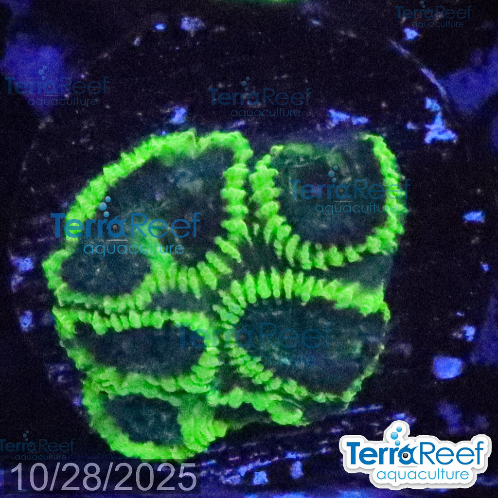Green Brain Favia Favites Coral Frag WYSIWYG Frag 43Front