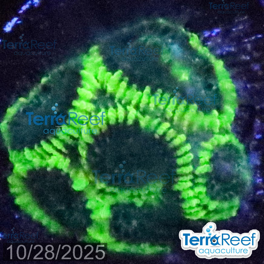 Green Brain Favia Favites Coral Frag WYSIWYG Frag 42Back
