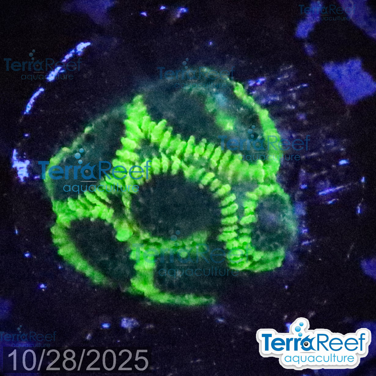 Green Brain Favia Favites Coral Frag WYSIWYG Frag 42Back