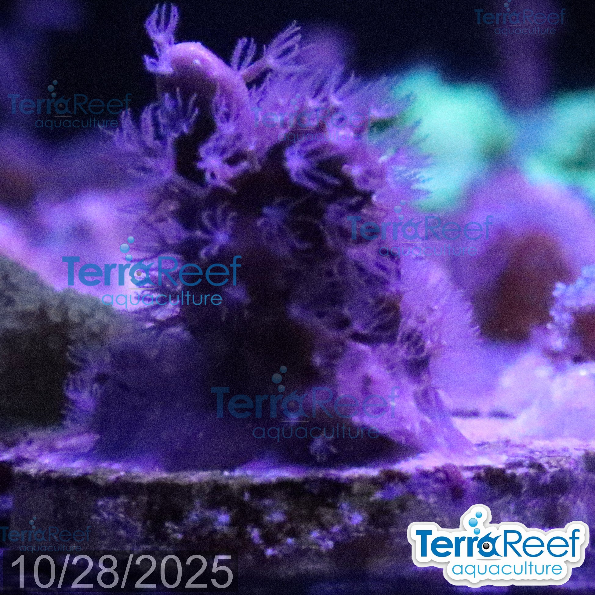 Blue ridge coral WYSIWYG Frag 13