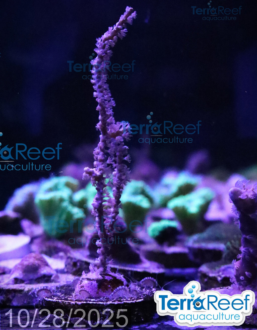 Grube’s Gorgonian Pinnigorgia flava Aquacultured coral Stock