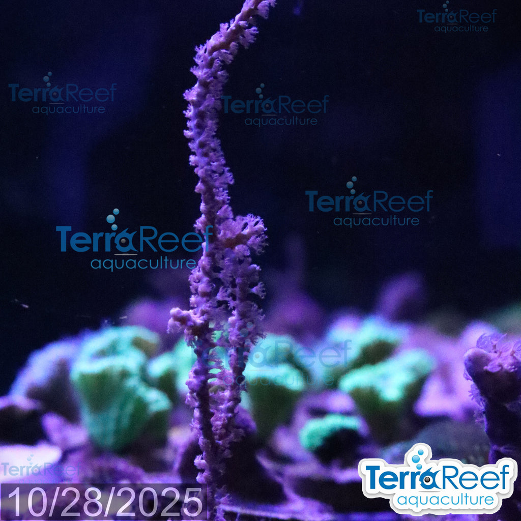 Grube’s Gorgonian Pinnigorgia flava Aquacultured coral Frag 3