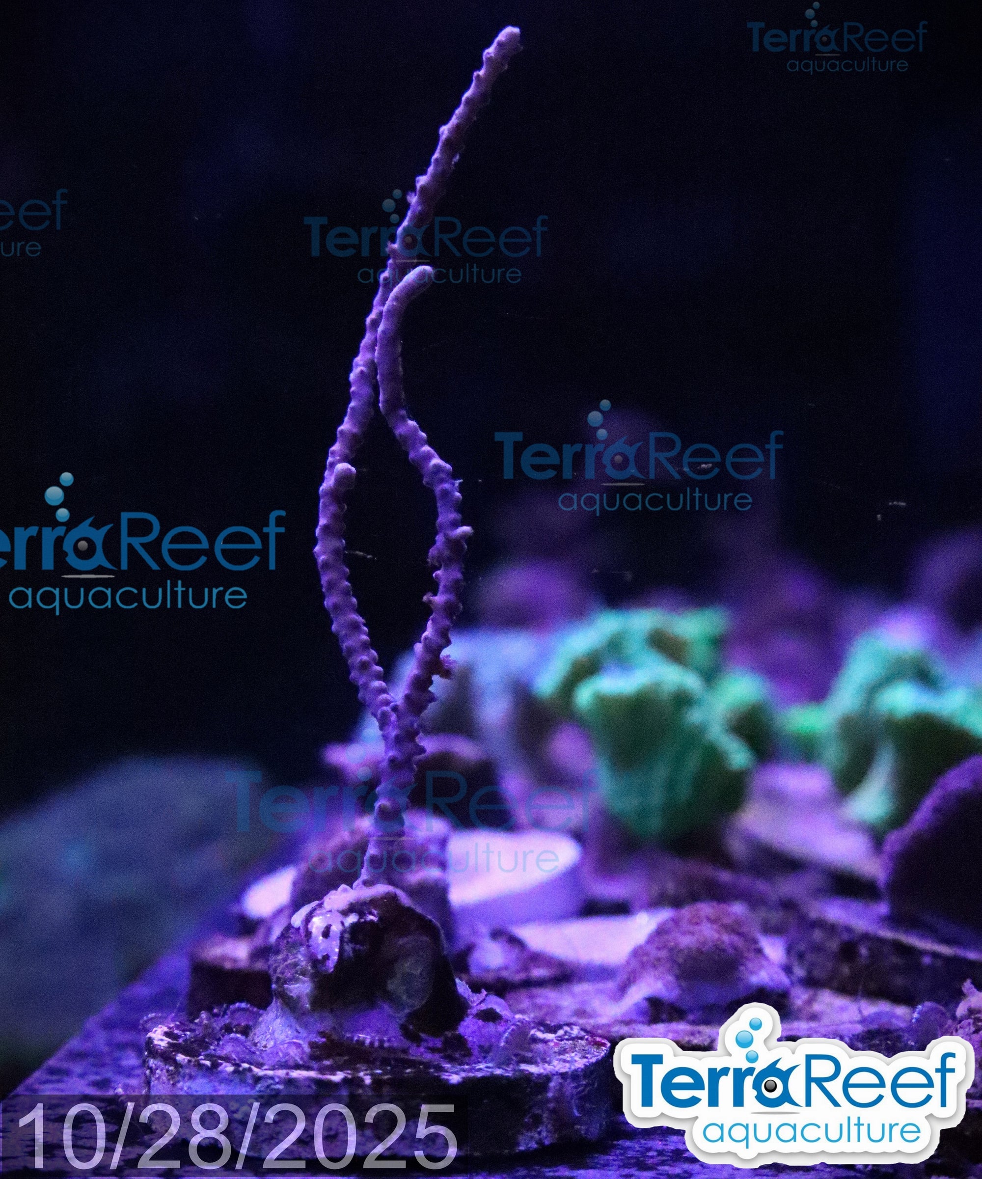 Grube’s Gorgonian Pinnigorgia flava Aquacultured coral Stock