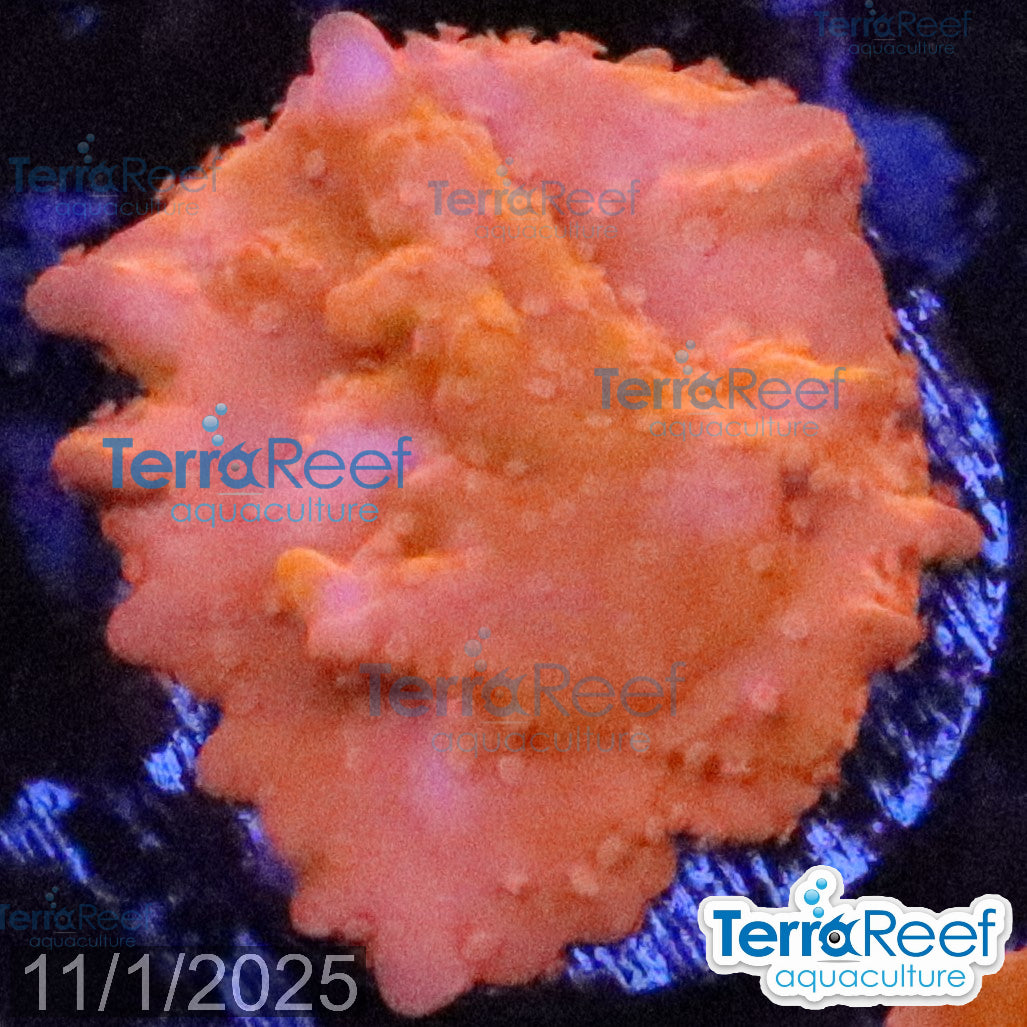 Setosa Coral WYSIWYG Frag 36Center