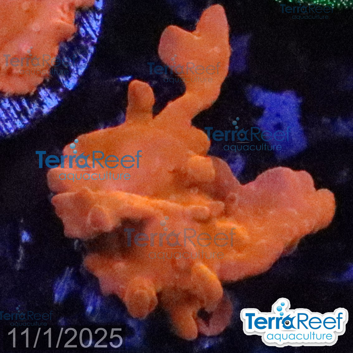 Setosa Coral WYSIWYG Frag 35Right