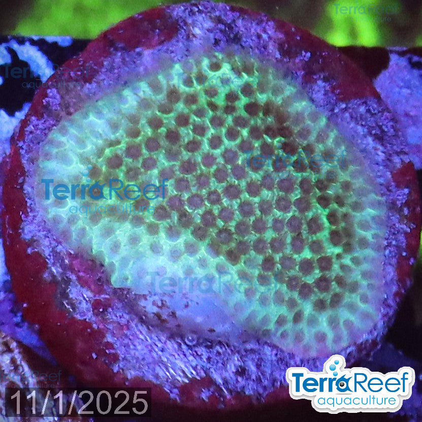 Sand Dollar coral WYSIWYG Frag 5