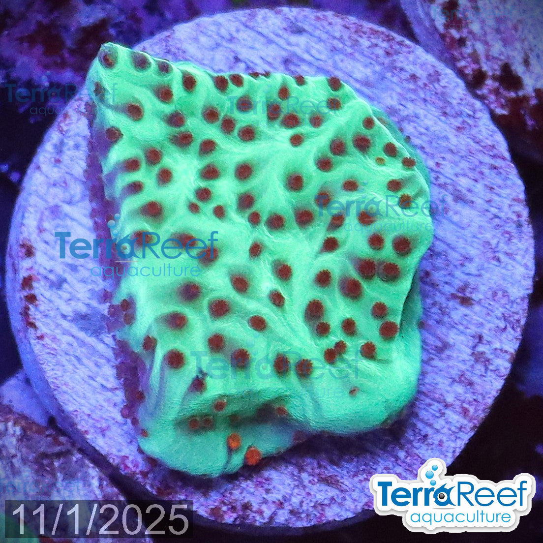 Mind Trick Montipora WYSIWYG Frag 25MidLeft