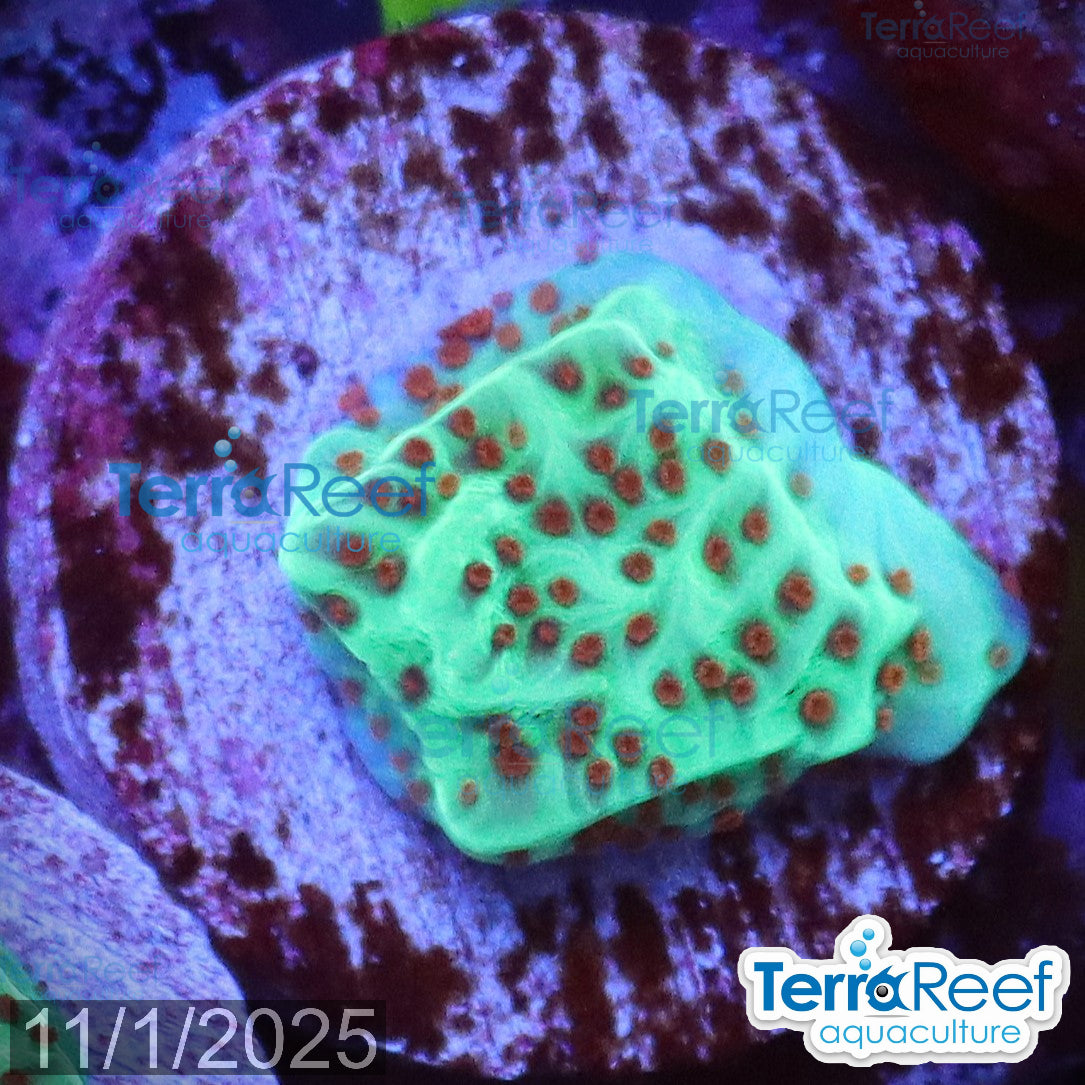 Mind Trick Montipora WYSIWYG Frag 24MidRight