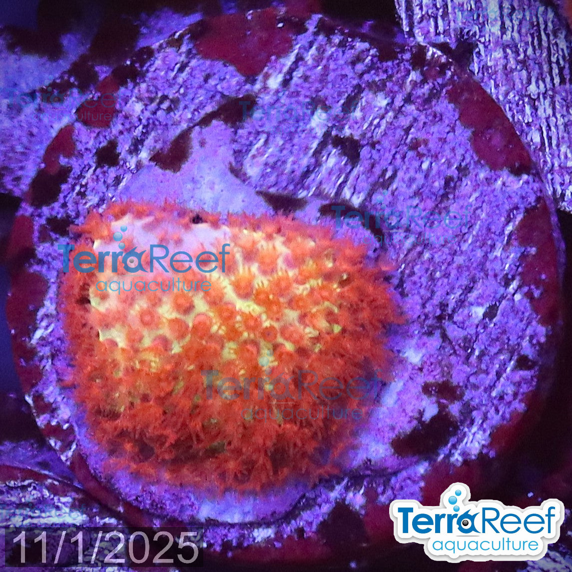 Burning Banana Stylocoeniella WYSIWYG Frag 9MidLeft