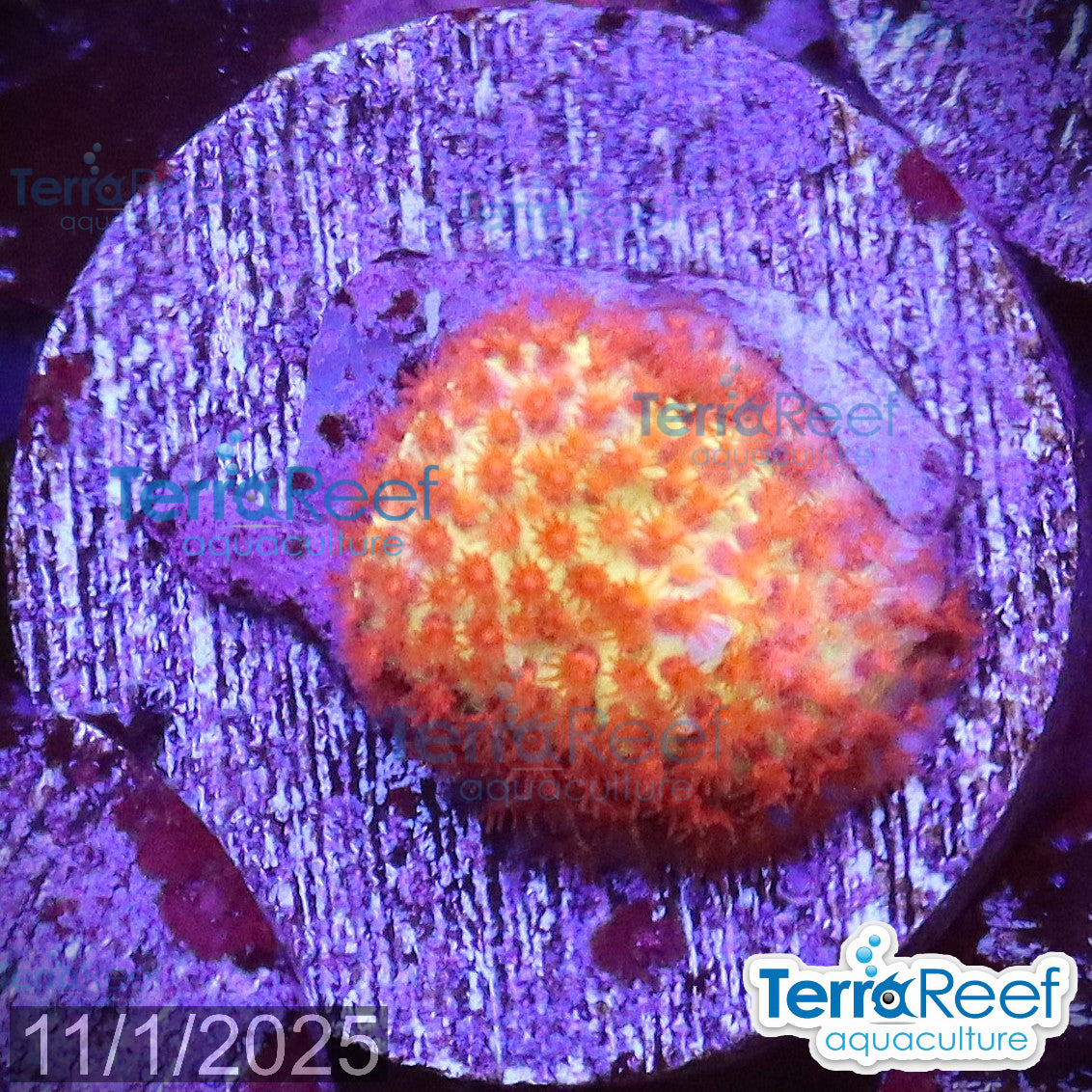 Burning Banana Stylocoeniella WYSIWYG Frag 8MidRight