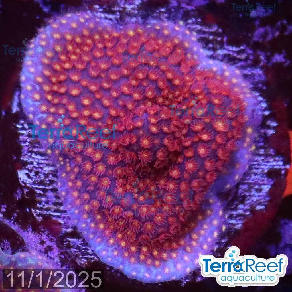 Stardust "Stylo" Stylocoeniella WYSIWYG Frag 6Right