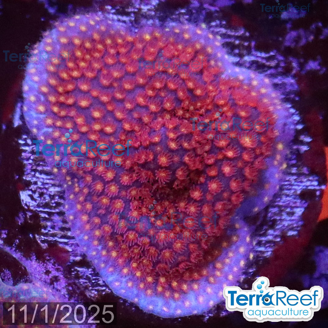 Stardust "Stylo" Stylocoeniella WYSIWYG Frag 6Right