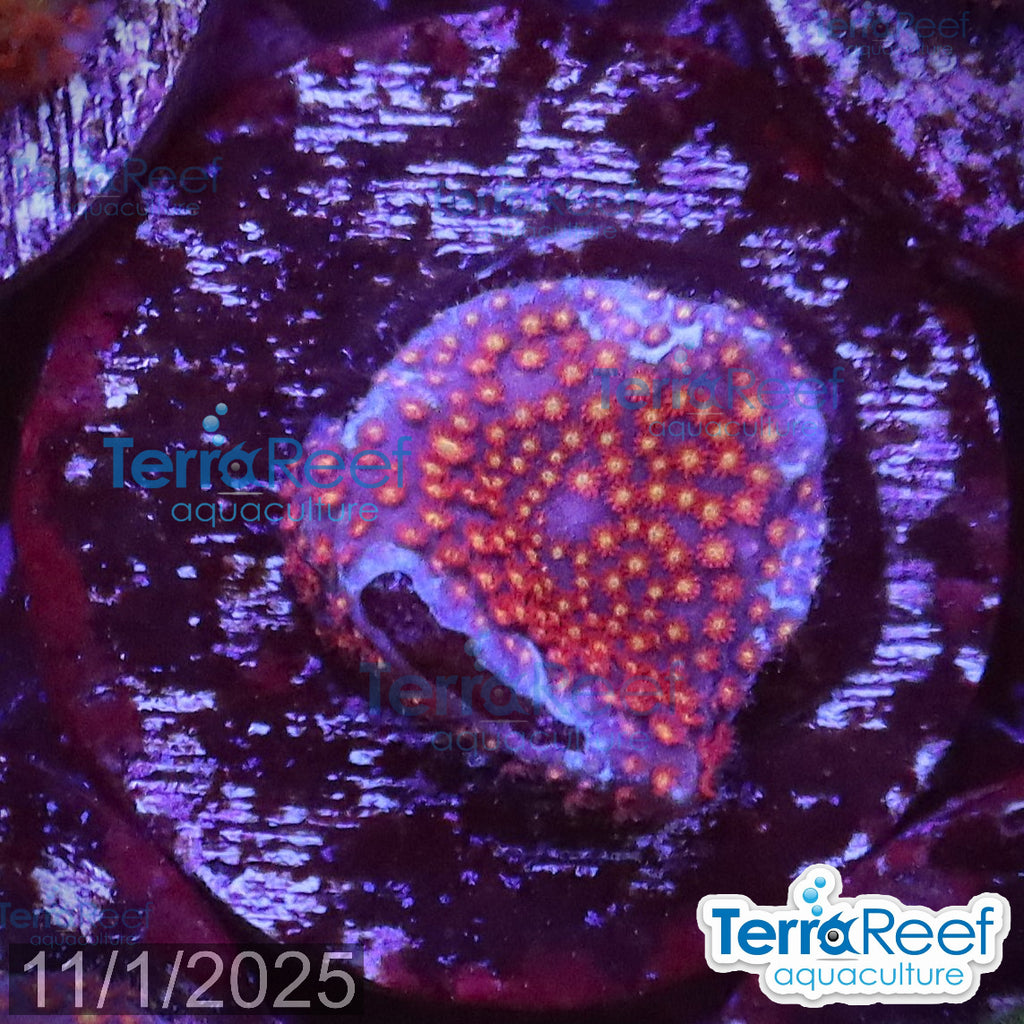 Stardust "Stylo" Stylocoeniella WYSIWYG Frag 7MidLeft