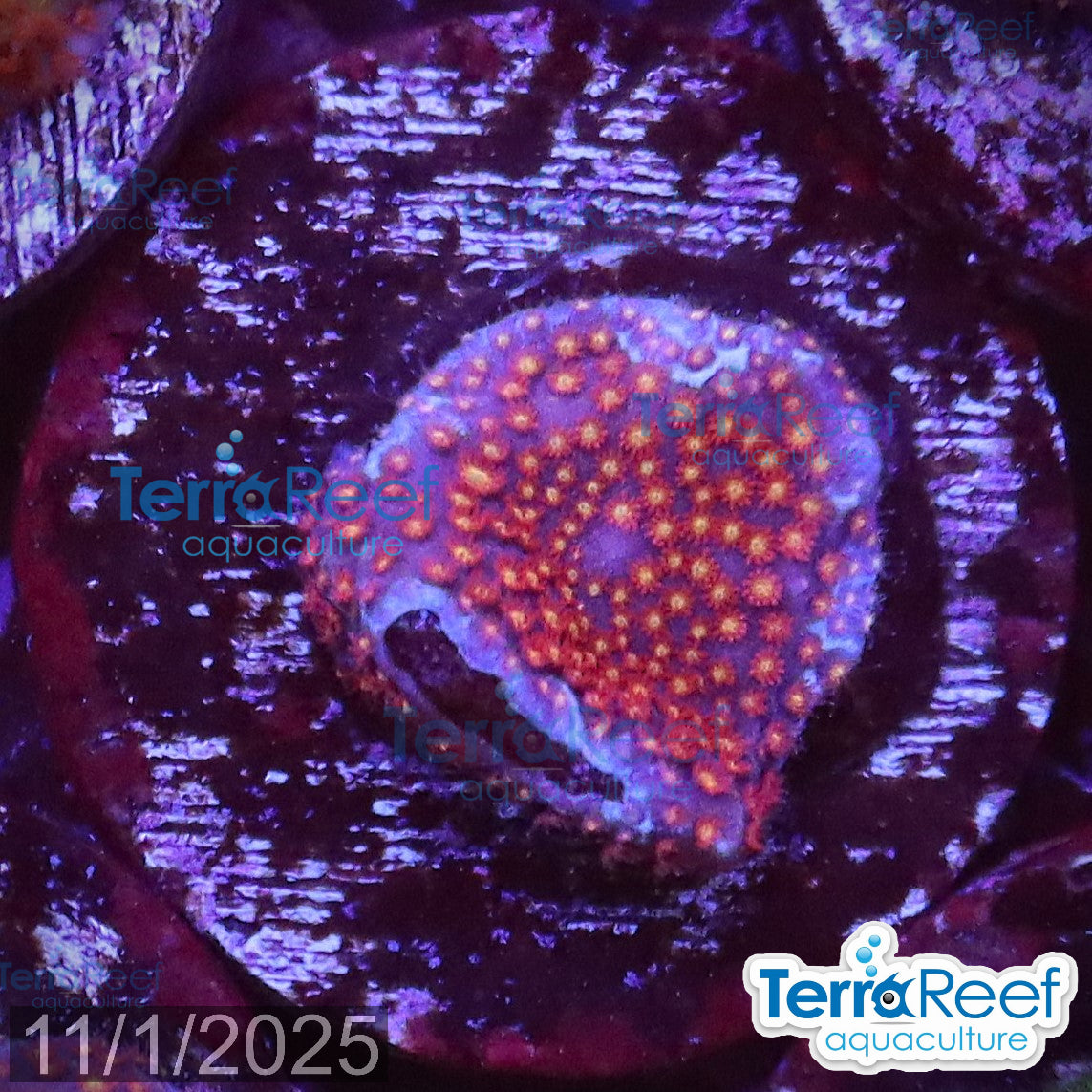 Stardust "Stylo" Stylocoeniella WYSIWYG Frag 7MidLeft