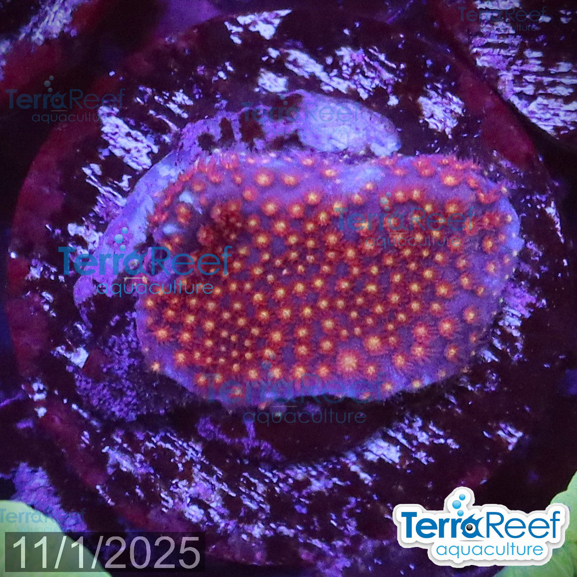 Stardust "Stylo" Stylocoeniella WYSIWYG Frag 8Left