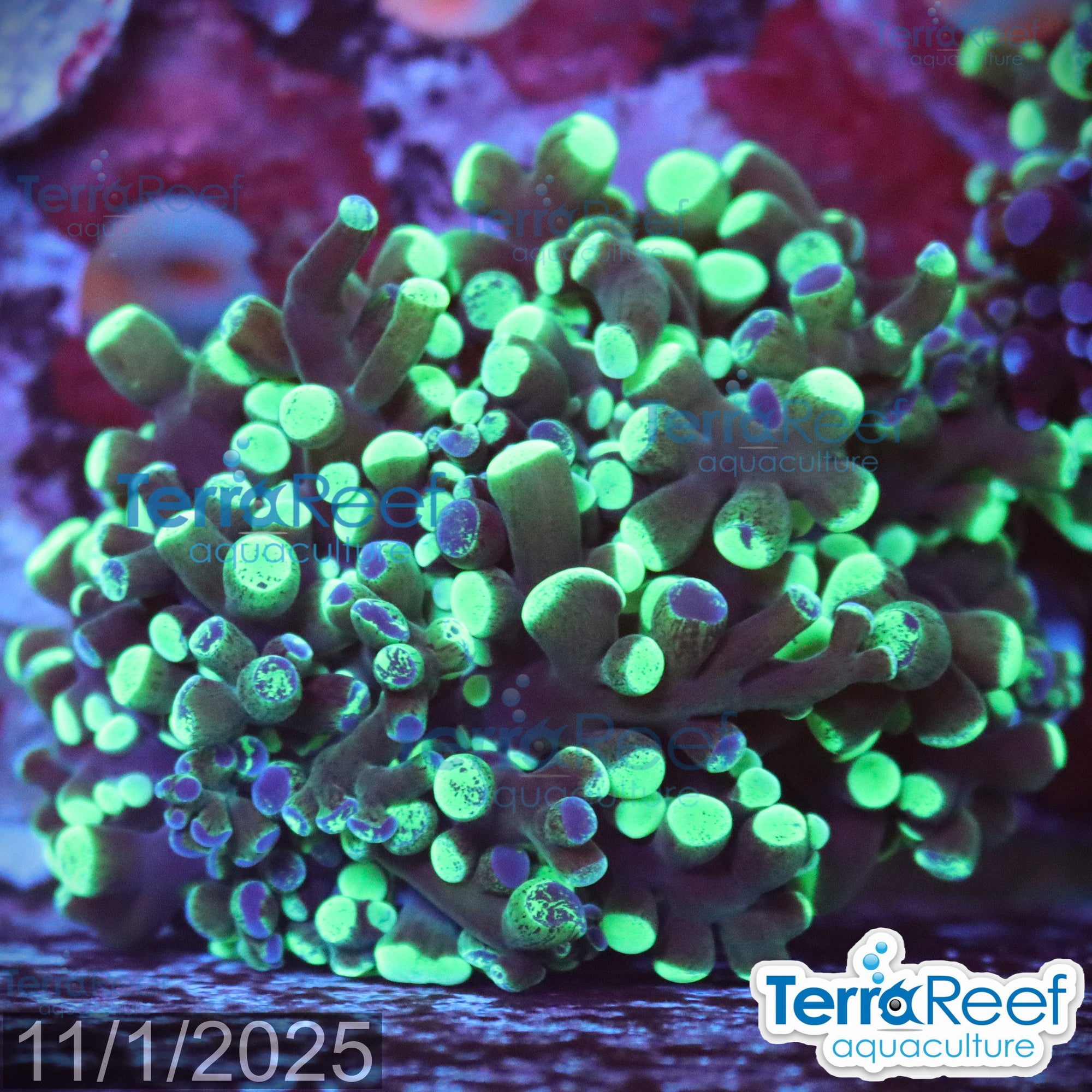 Green frogspawn WYSIWYG Frag 55Left