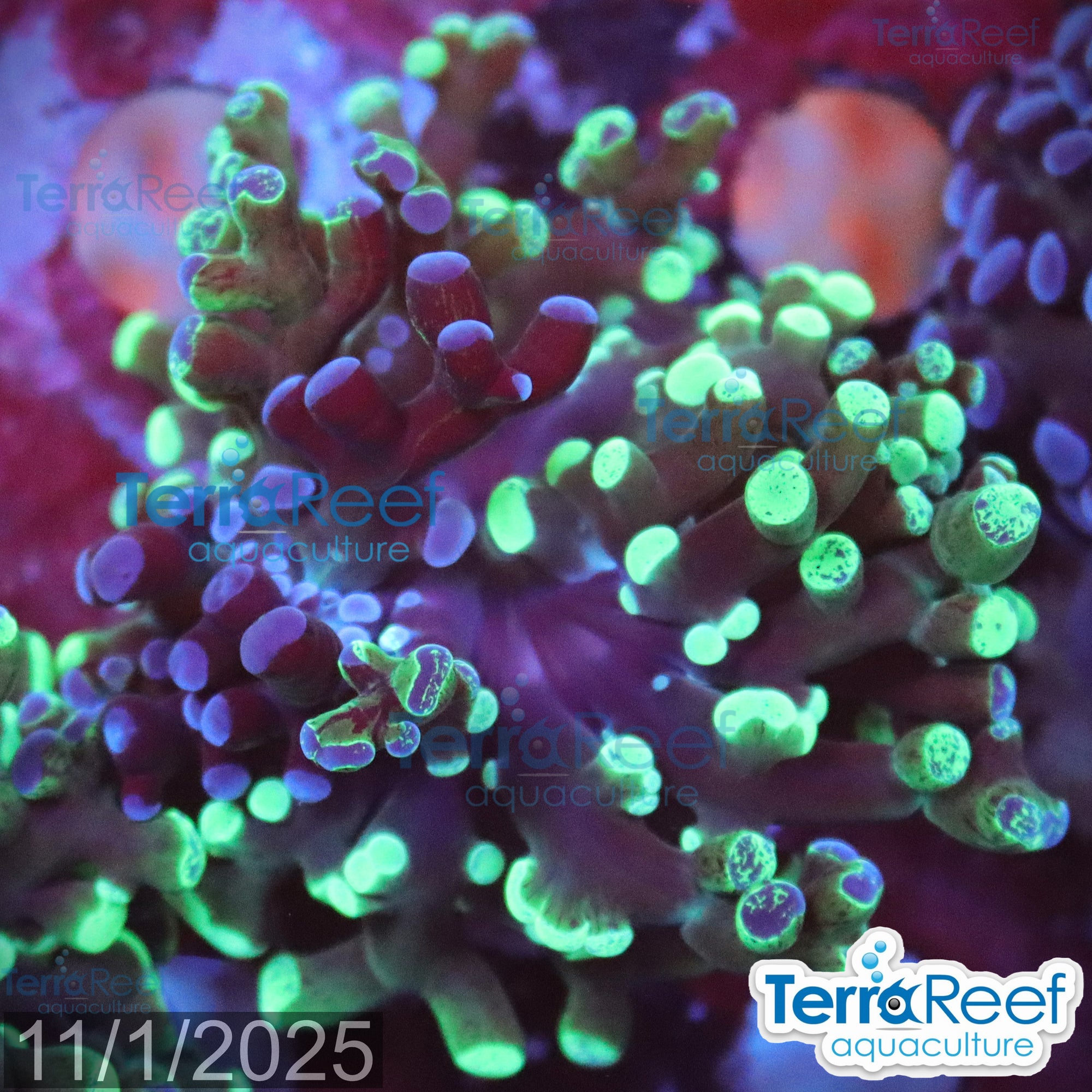 TerraReef MF Sweet Rainbow Bicolor Frogspawn WYSIWYG 24