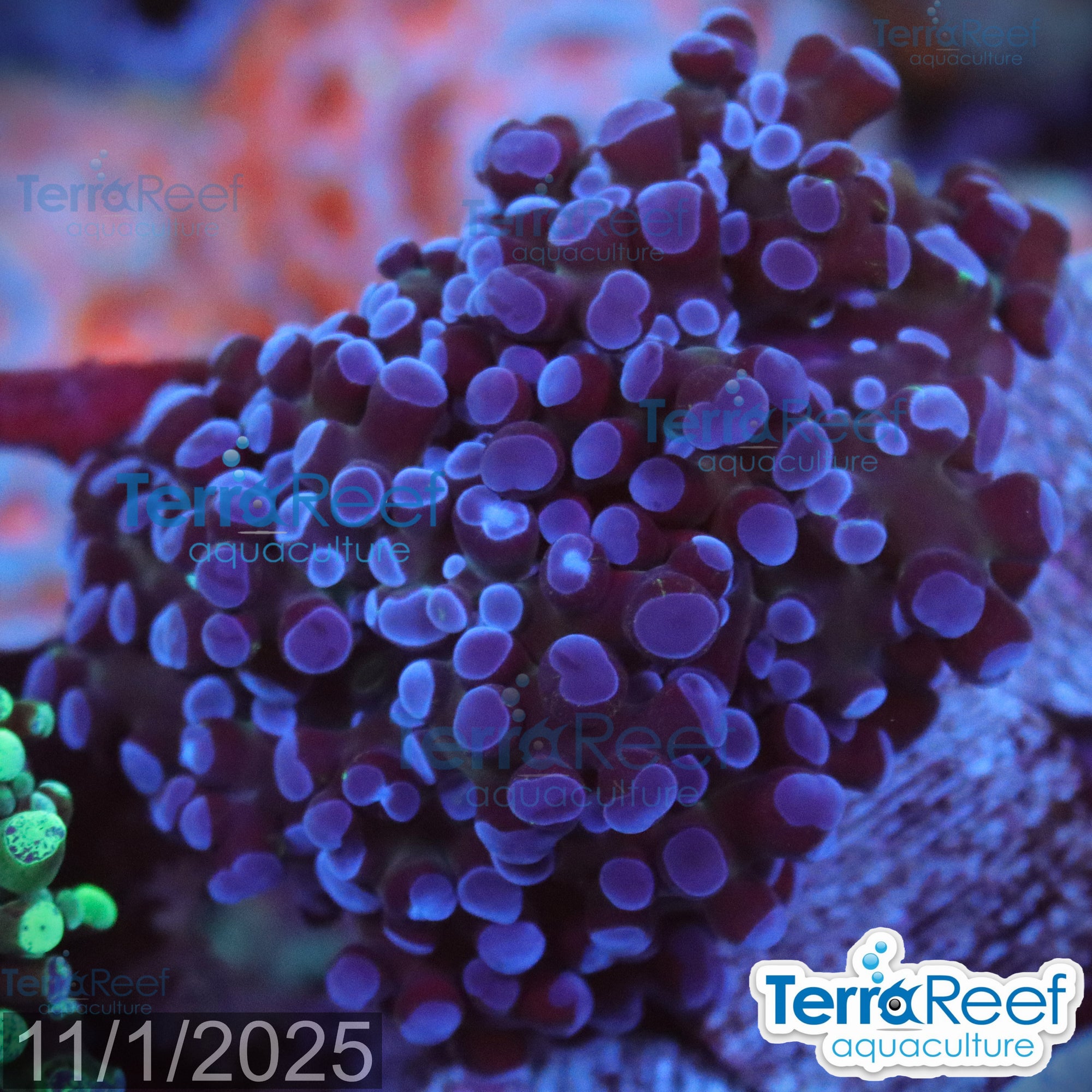 TerraReef Sweet Purple Frogspawn Coral WYSIWYG Frag 8Left