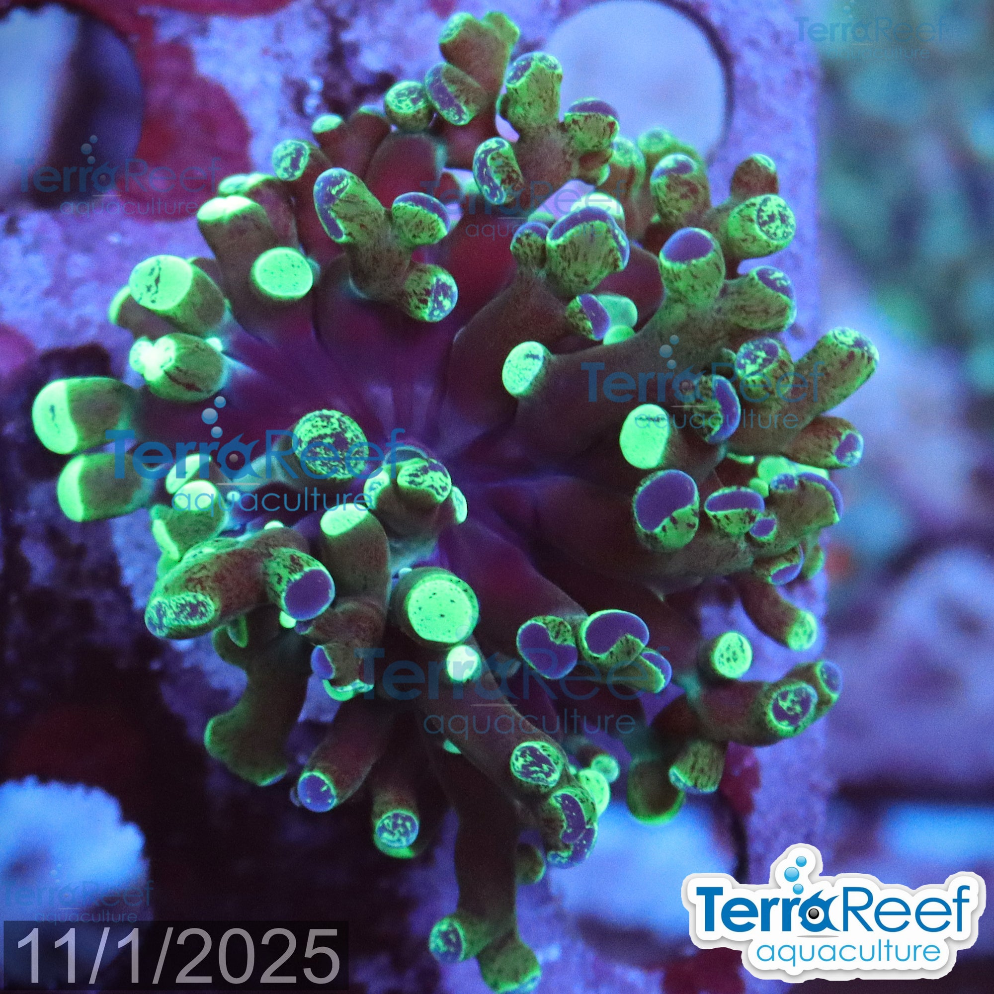 Green frogspawn WYSIWYG Frag 54Right