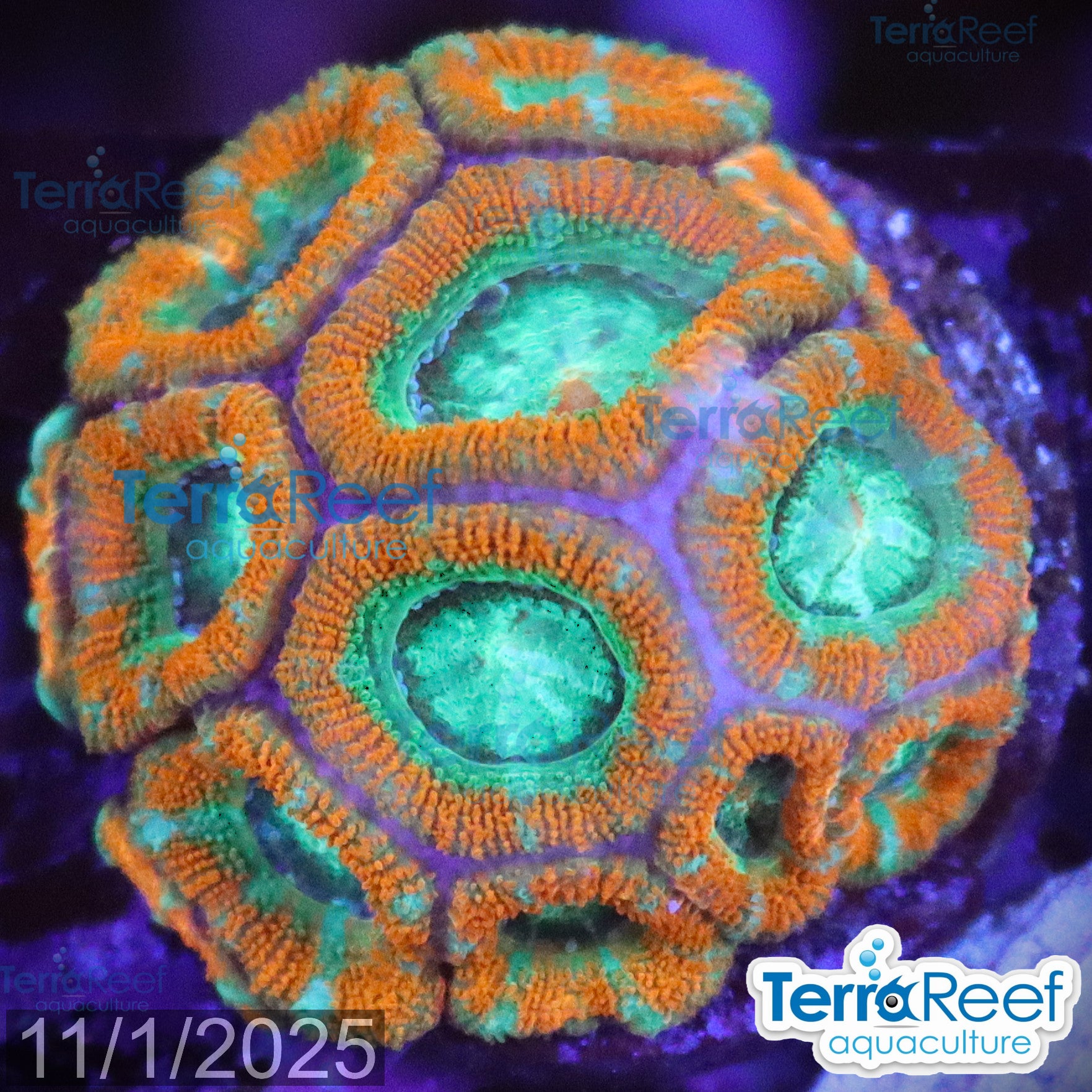 Raging Storm Micromussa "Acan lord" WYSIWYG Frag 14