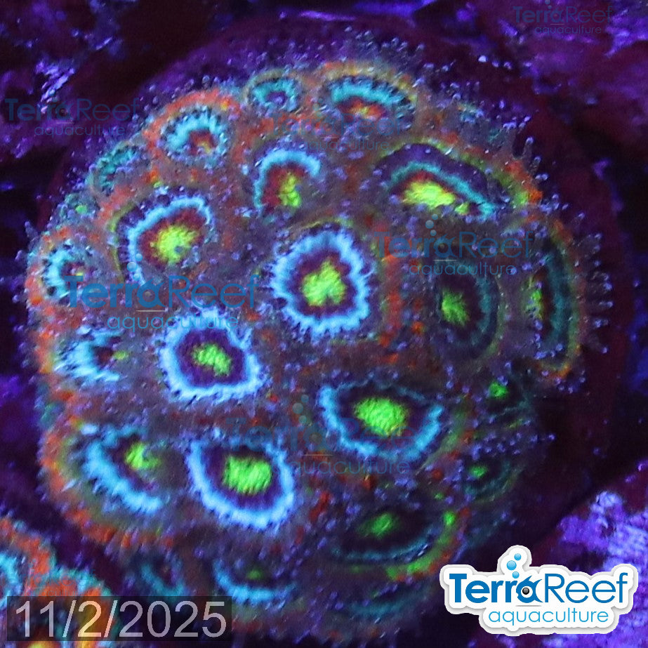 Holy Grail Micromussa Coral Micro F2M WYSIWYG Frag 11LeftMid