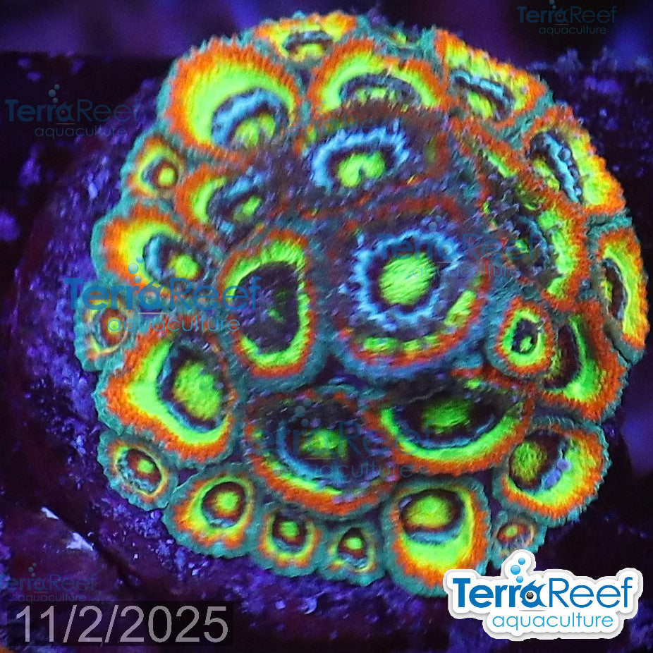 Holy Grail Micromussa Coral Micro F2M WYSIWYG Frag 15Right