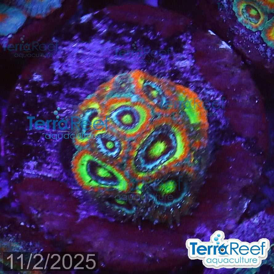Holy Grail Micromussa Coral Micro F2M WYSIWYG Frag 16MidRight
