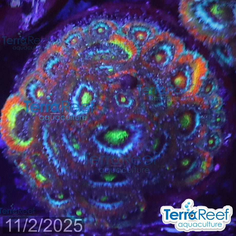 Holy Grail Micromussa Coral Micro F2M WYSIWYG Frag 17Left