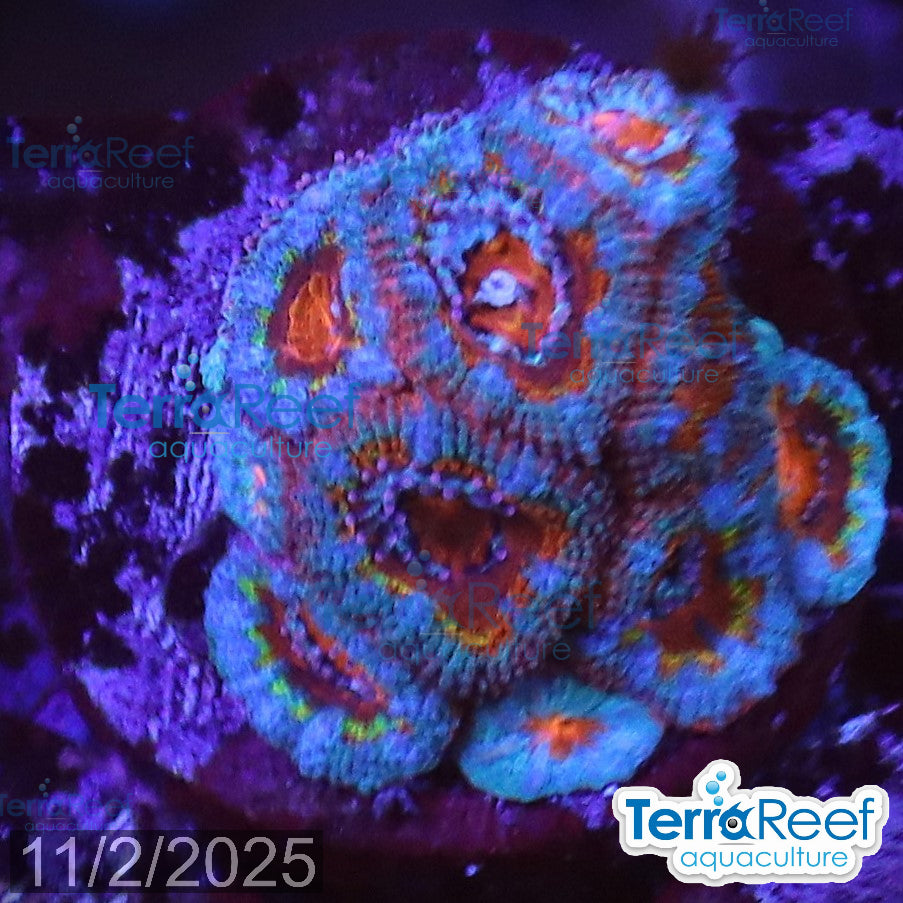 Rainbow Red Micromussa "Acan lord" Frag WYSIWYG Frag 36FRightStairs