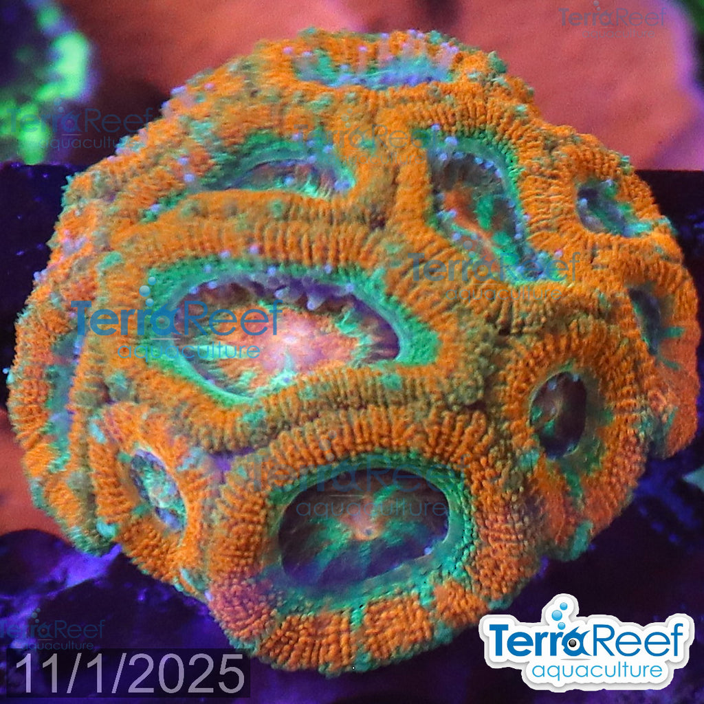 Raging Storm Micromussa "Acan lord" WYSIWYG Frag 17