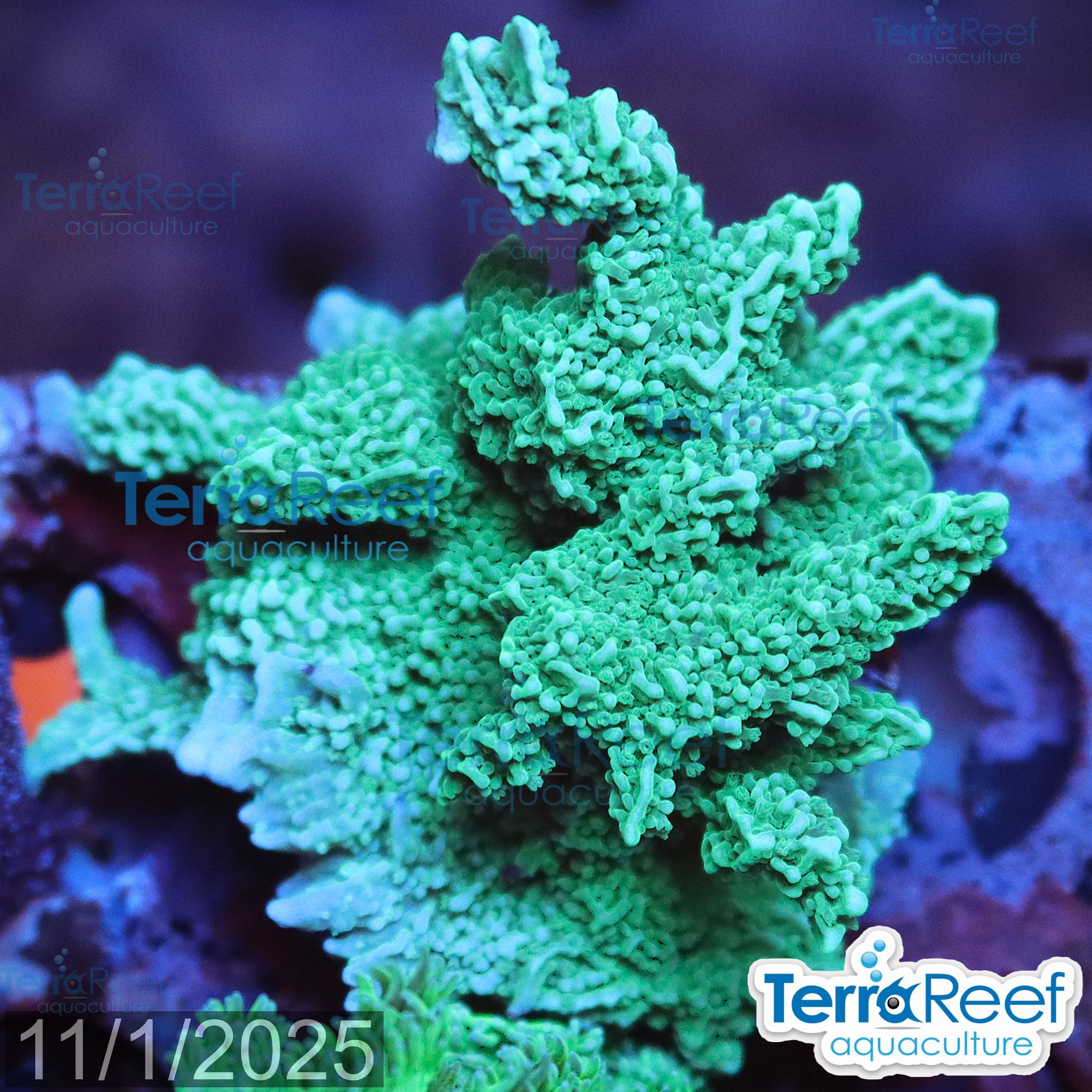 Elkhorn Montipora Frag WYSIWYG 13