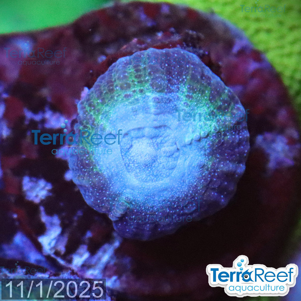 Green and teal Oulophyllia bennettae bennettae Coral WYSIWYG Frag 15