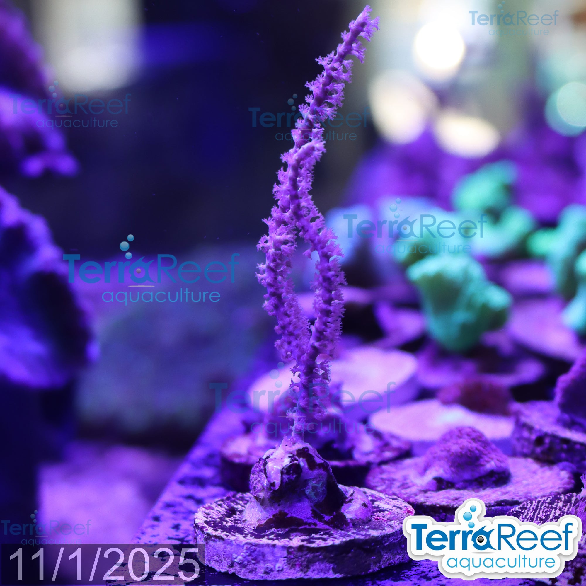 Grube’s Gorgonian Pinnigorgia flava Aquacultured coral Frag 4Left