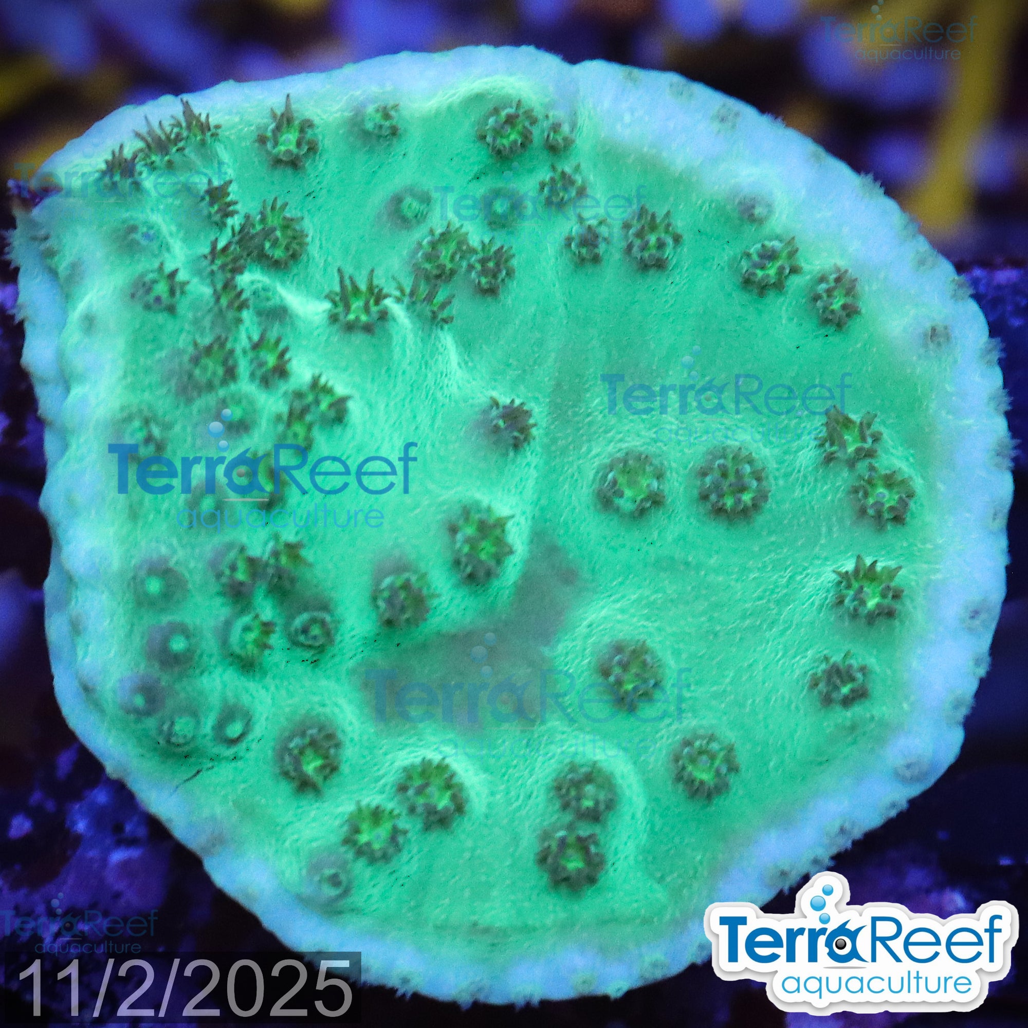 Green Scroll WYSIWYG Coral Frag 15Right