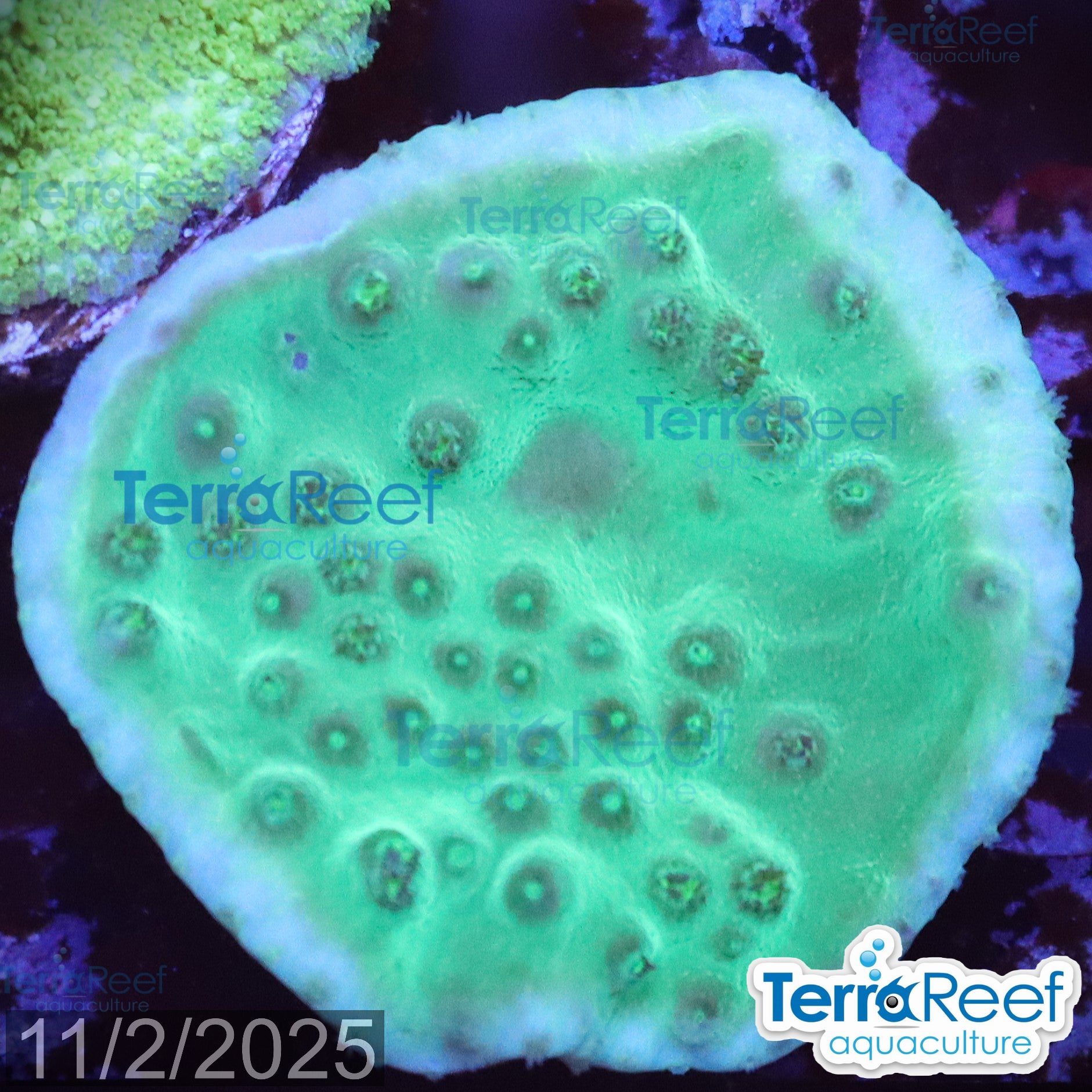 Green Scroll WYSIWYG Coral Frag 16Left