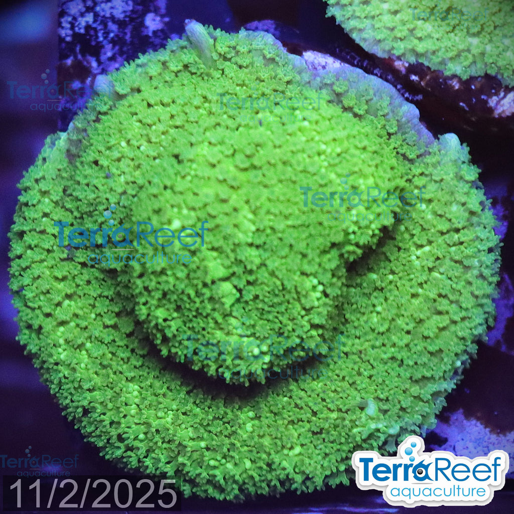 Green Montipora digi Frag WYSIWYG Frag 19Left