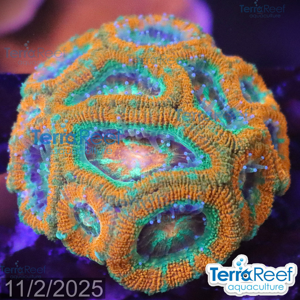 Raging Storm Micromussa "Acan lord" WYSIWYG Frag 17Right
