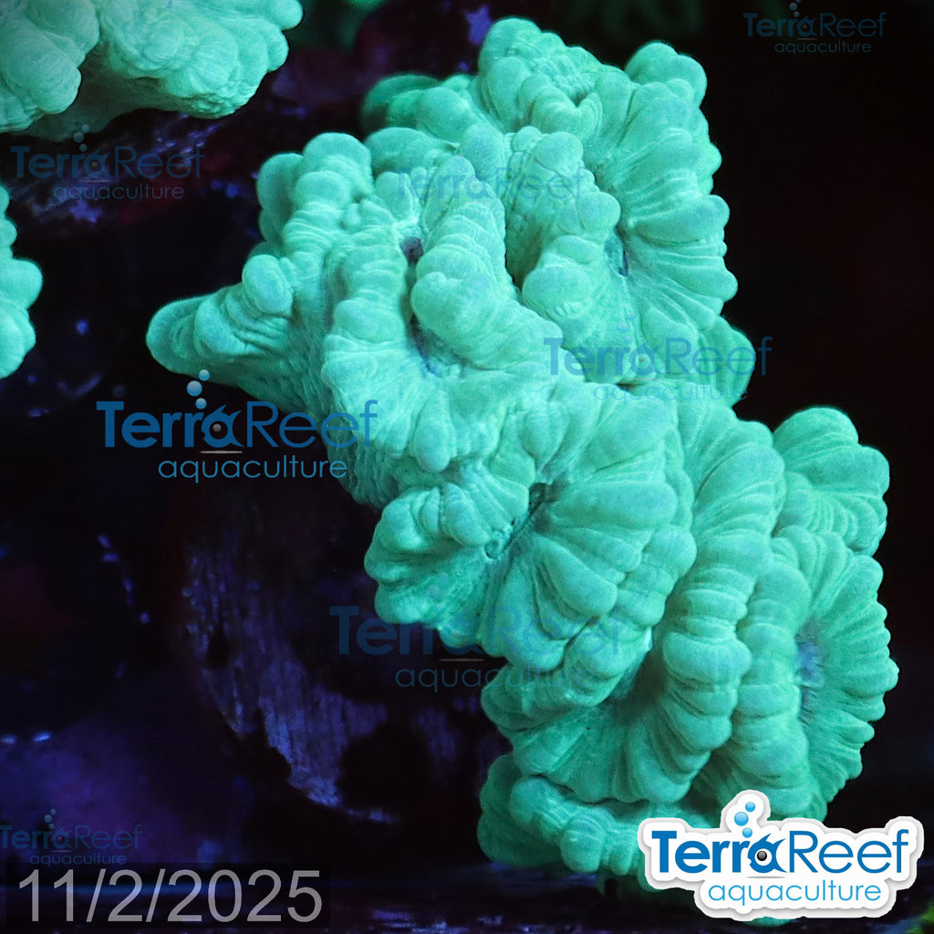Green Candy Cane WYSIWYG Frag 44RightLarge