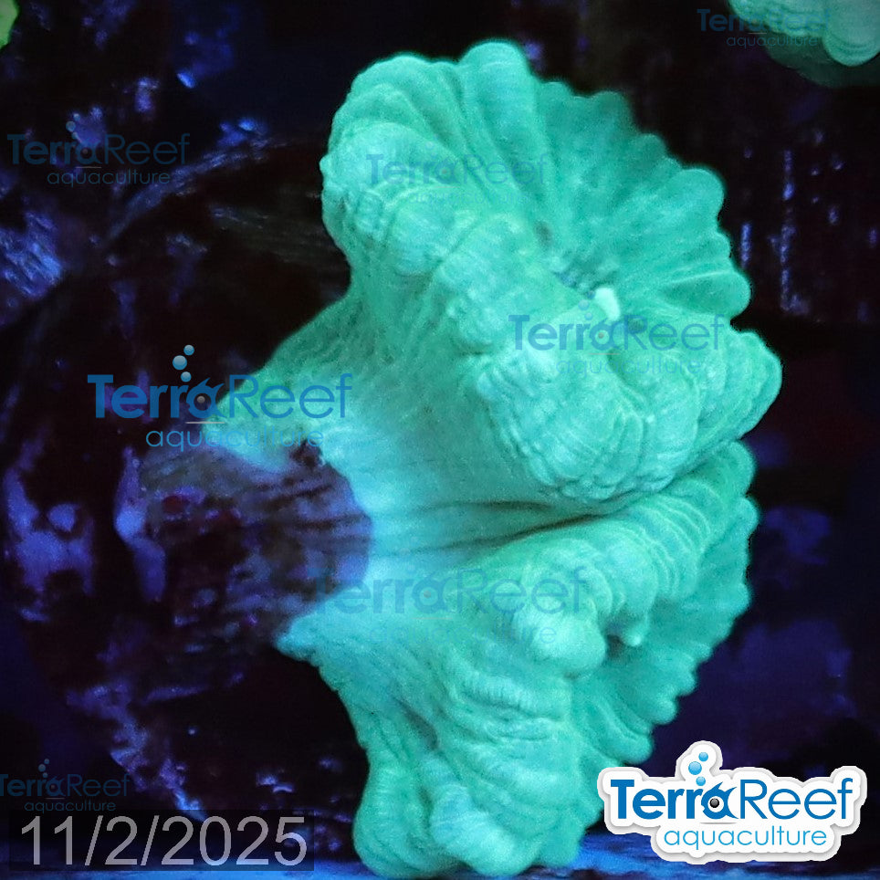 Green Candy Cane WYSIWYG Frag 48Left