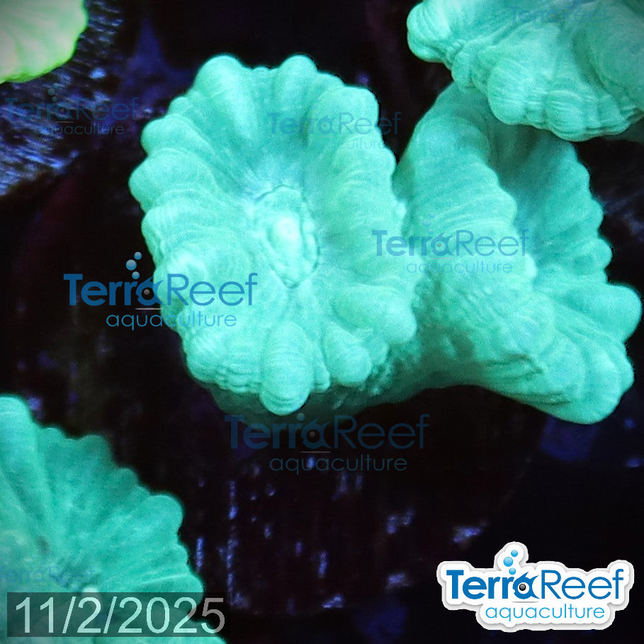 Green Candy Cane WYSIWYG Frag 47MidLeft